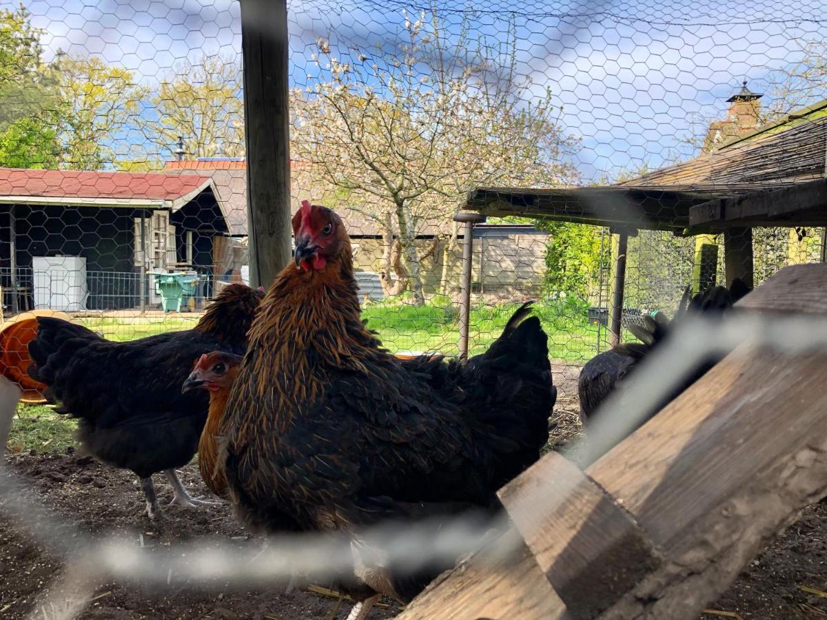 Hoeve Te Gast - Vakantieboerderij Groet Exterior foto